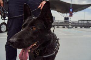 Berger allemand de couleur noir en laisse dans un aéroport